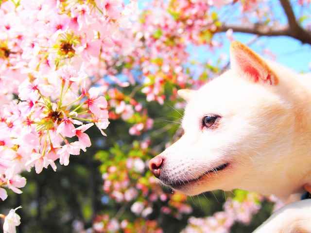 愛犬とお花見♪ 関東近郊のお花見スポット！